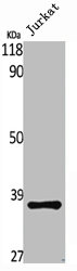 RNF113B Antibody