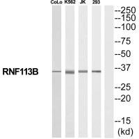 RNF113B antibody