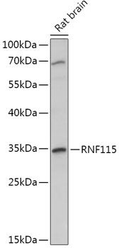 RNF115 antibody