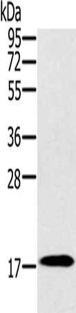 RNF122 antibody