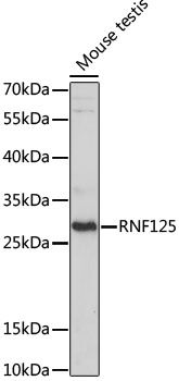 RNF125 antibody
