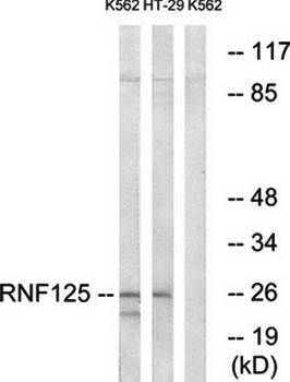 RNF125 antibody