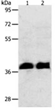 RNF126 Antibody