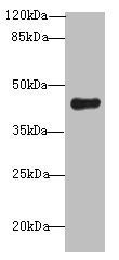 RNF128 antibody