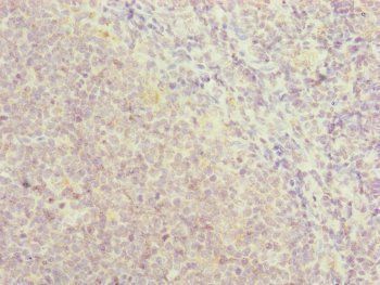 RNF13 Antibody