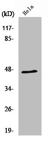 RNF130 antibody