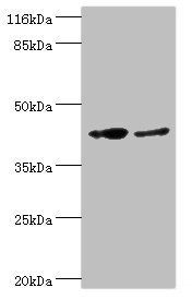 RNF133 antibody