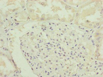 RNF135 Antibody