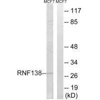 RNF138 antibody