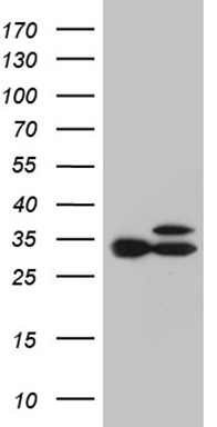 RNF14 Antibody