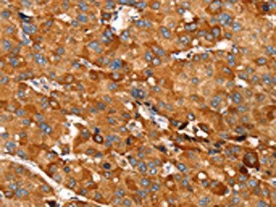 RNF14 Antibody
