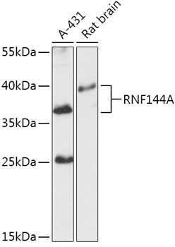 RNF144A antibody