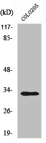 RNF144A antibody