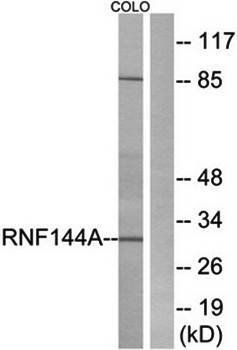 RNF144A antibody