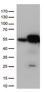 RNF149 antibody