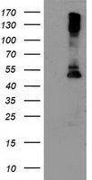 RNF156 (MGRN1) antibody