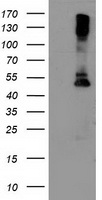RNF156 Antibody