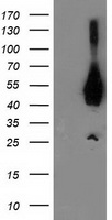 RNF156 Antibody