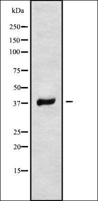 RNF167 antibody