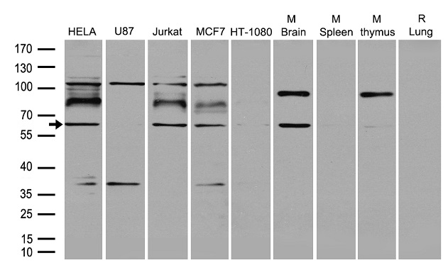 RNF168 Antibody