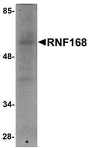 RNF168 Antibody