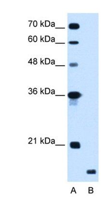 RNF175 antibody