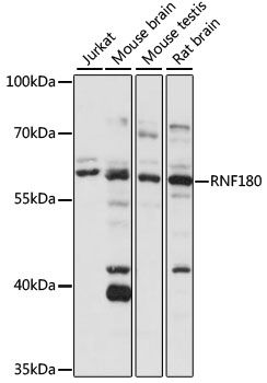 RNF180 antibody