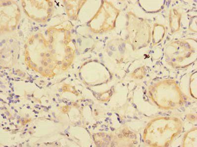 RNF181 Antibody