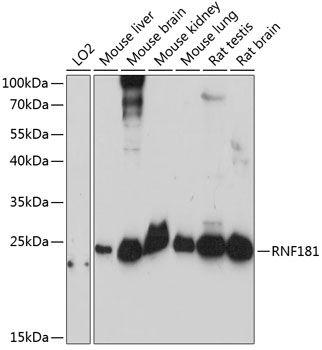 RNF181 antibody