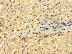 RNF182 antibody