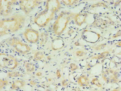 RNF183 Antibody