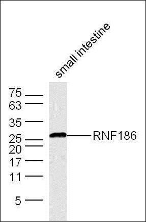 RNF186 antibody