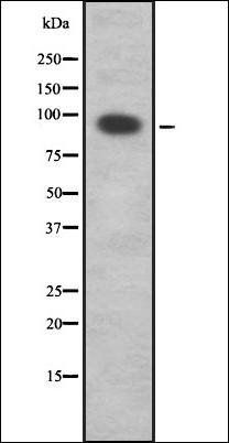 RNF19A antibody
