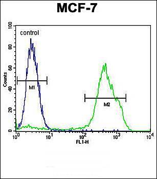RNF19B antibody