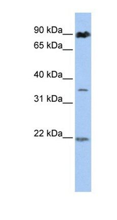 RNF219 antibody