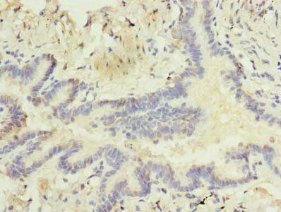 RNF24 Antibody