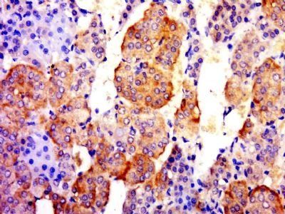 RNF24 Rabbit Polyclonal Antibody