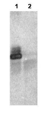 RNF25 antibody