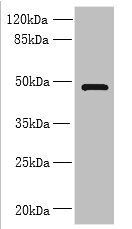 RNF26 antibody