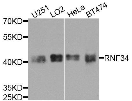 RNF34 antibody