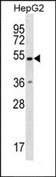 RNF38 antibody