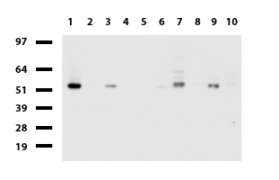 RNF4 Antibody