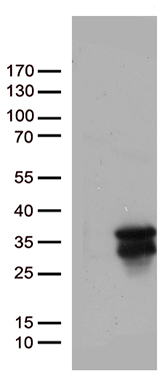 RNF41 Antibody