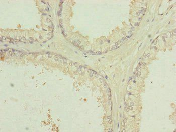 RNF41 Antibody