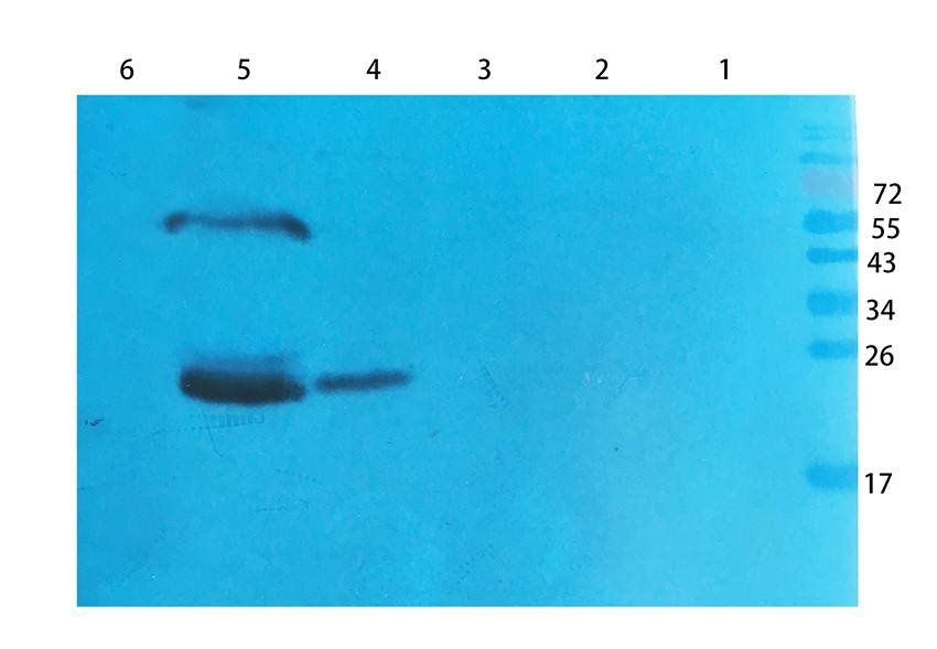 RNF4 antibody