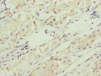 RNF5 Antibody