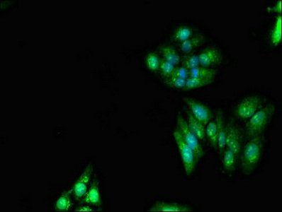 RNF6 Antibody