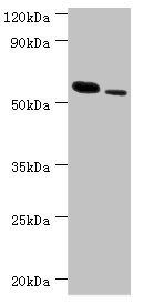 RNF8 Antibody