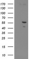 RNF86 (TRIM2) antibody
