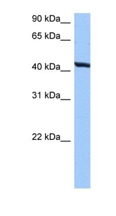 RNFT2 antibody